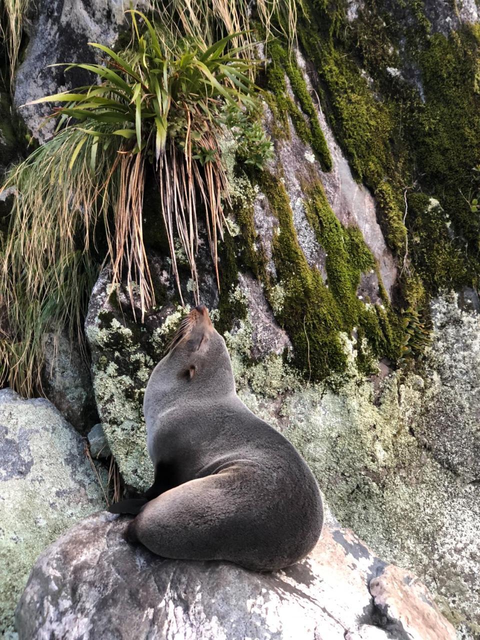 Готель Milford Sound Overnight Cruise - Fiordland Discovery Екстер'єр фото